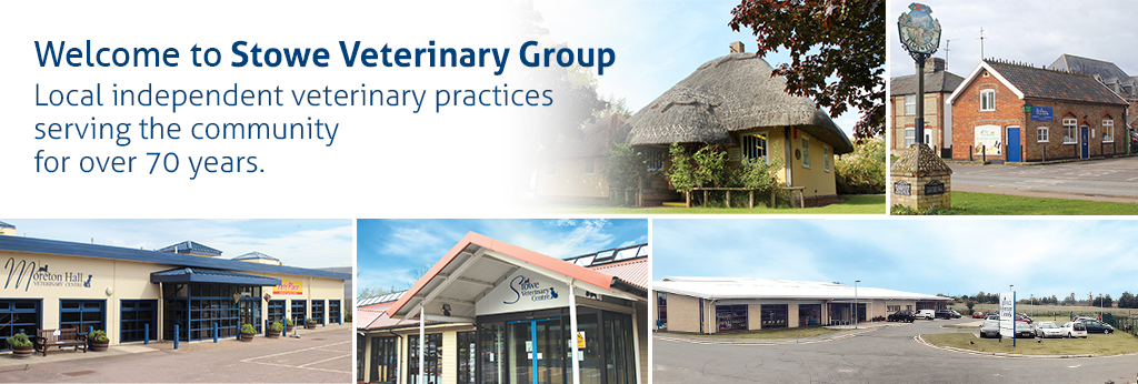 Welcome to Stowe Veterinary Group local independent veterinary practices serving the community for over 70 years.